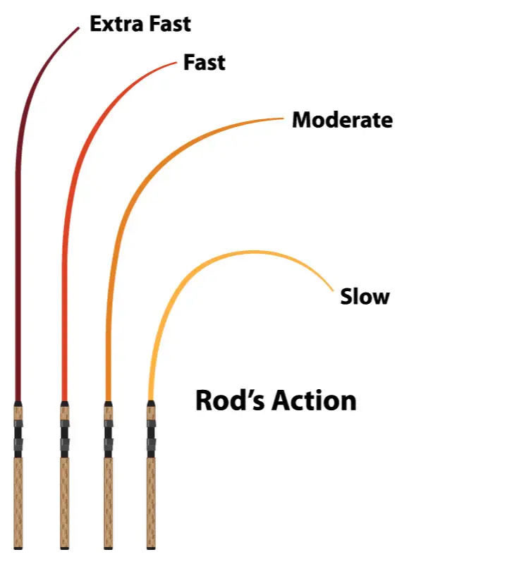 A diagram showing different rods that demonstrate rod action