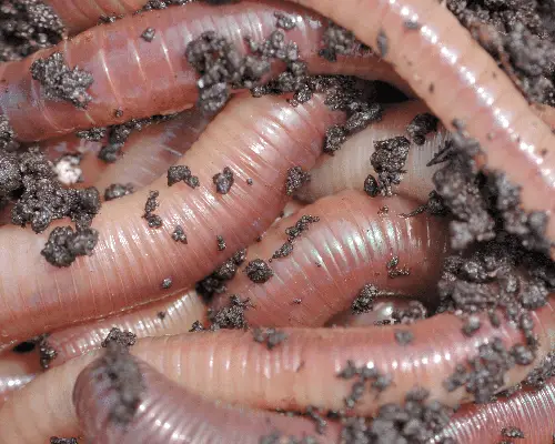 Nightcrawlers in dirt to be used for rainbow trout bait