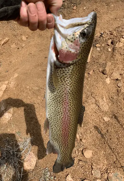 a rainbow trout being held by the lip